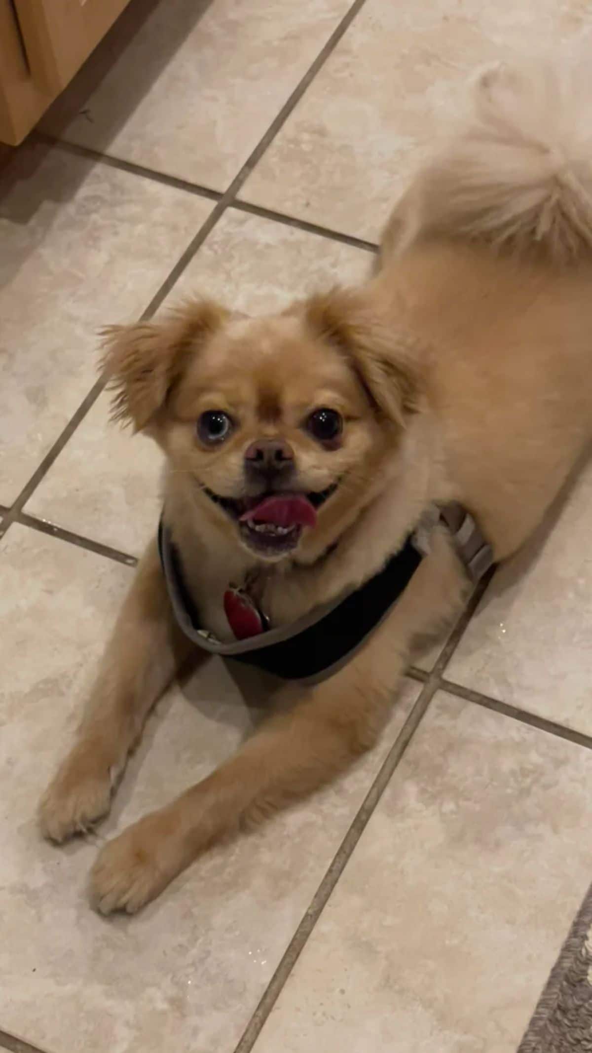 smiling small brown dog laying on the floor wearing a black and grey harness
