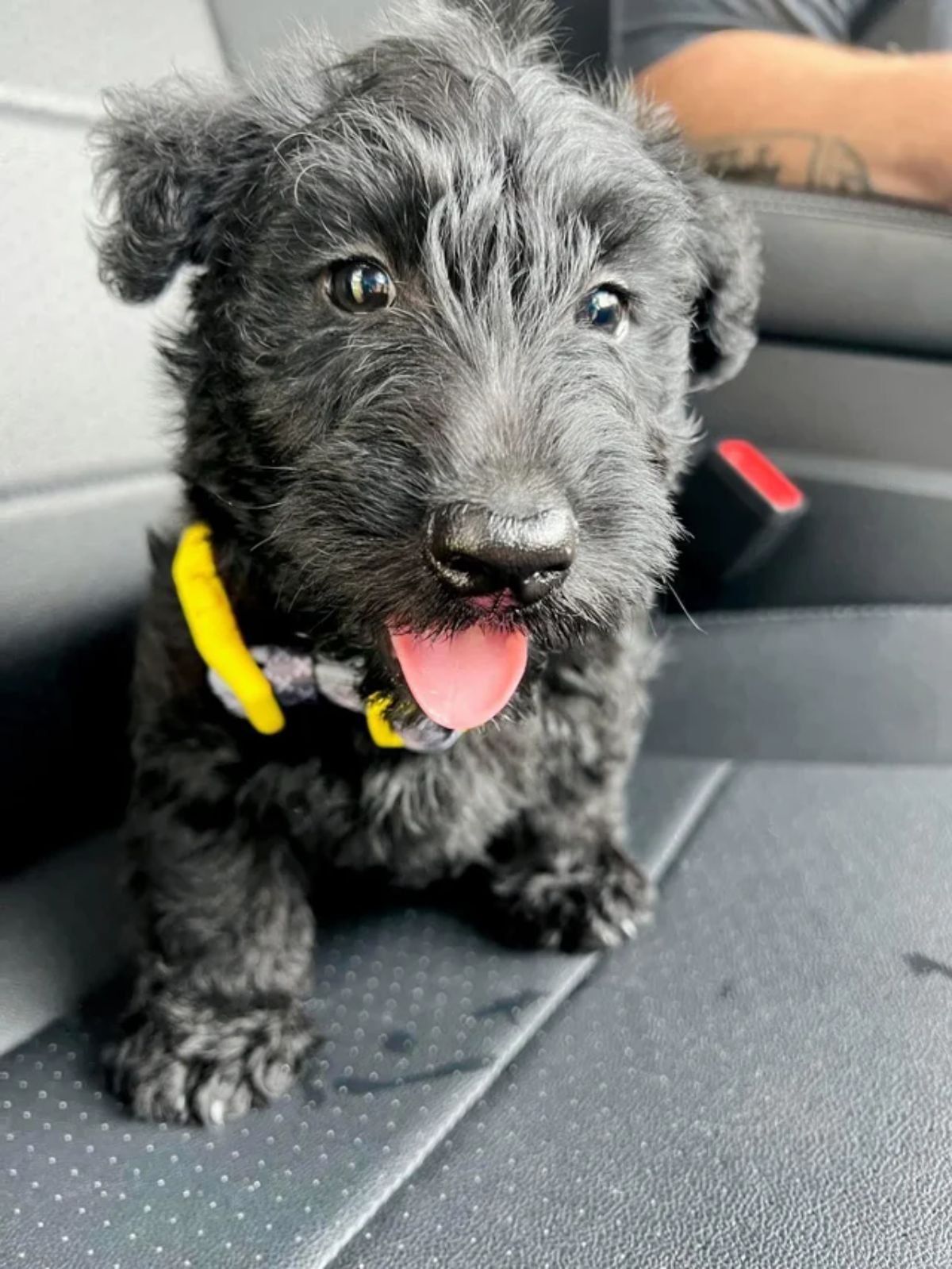 smiling small fluffy black puppy sitting on a black car seat