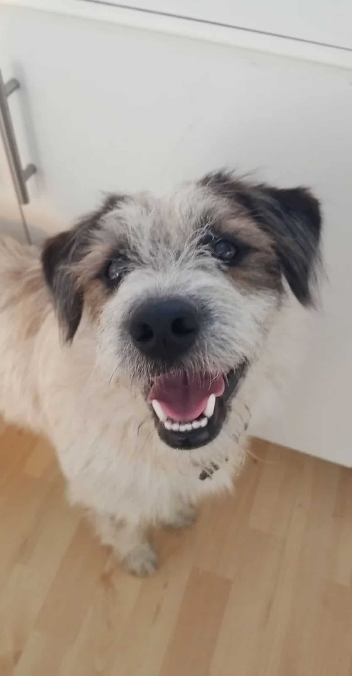 smiling white and black wiry-haired dog