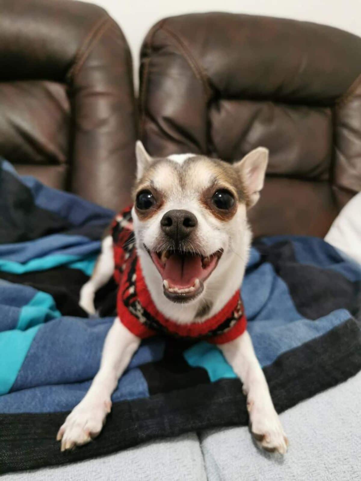 smiling white and grey chihuahua in a red white and black sweater on a blue and black blanket on a brown sofa
