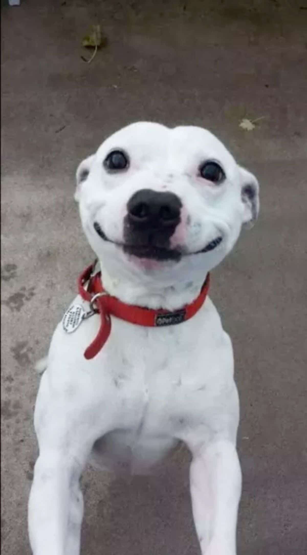 smiling white pitbull with a red collar