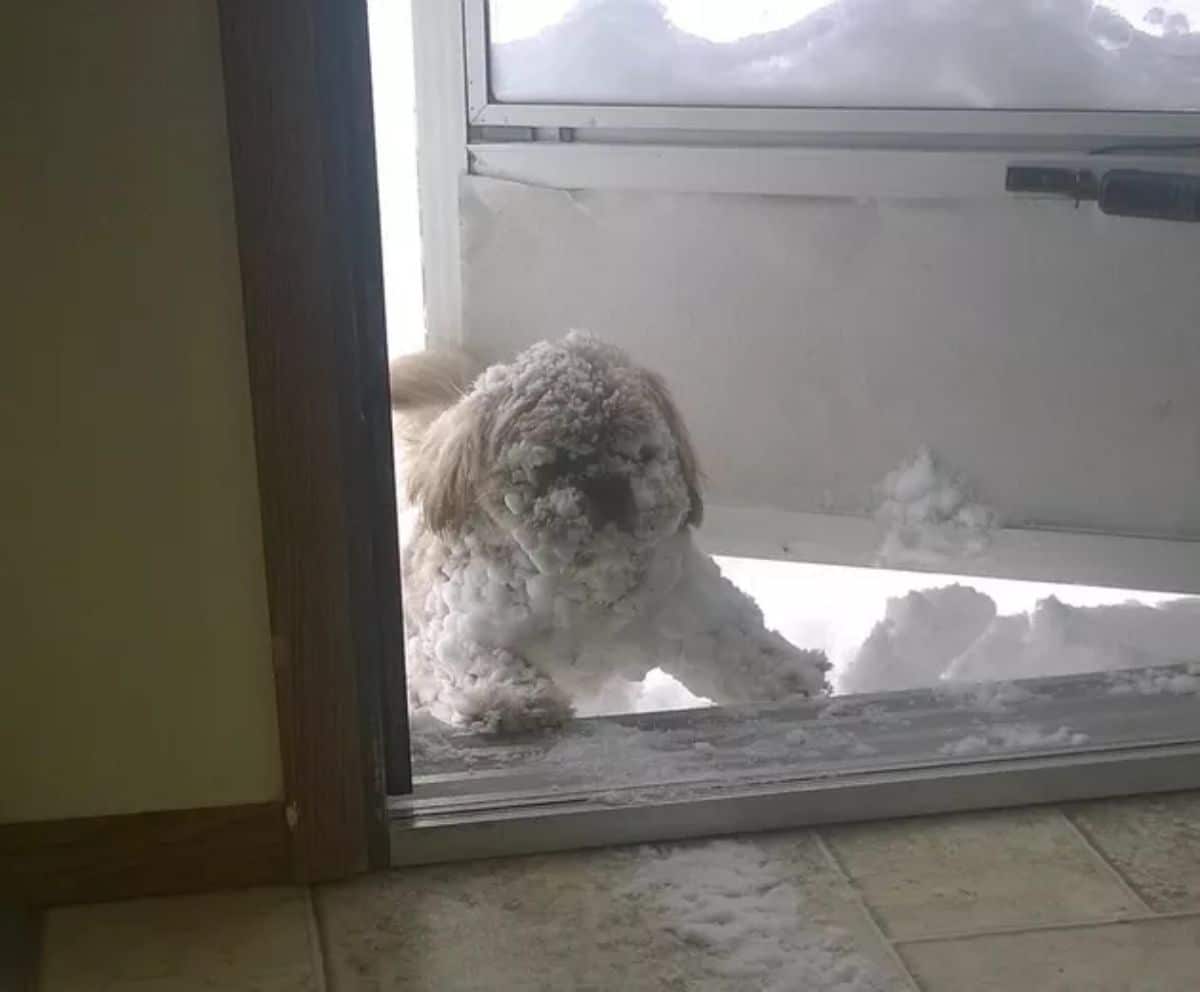 snow-covered small fluffy white dog running into a house