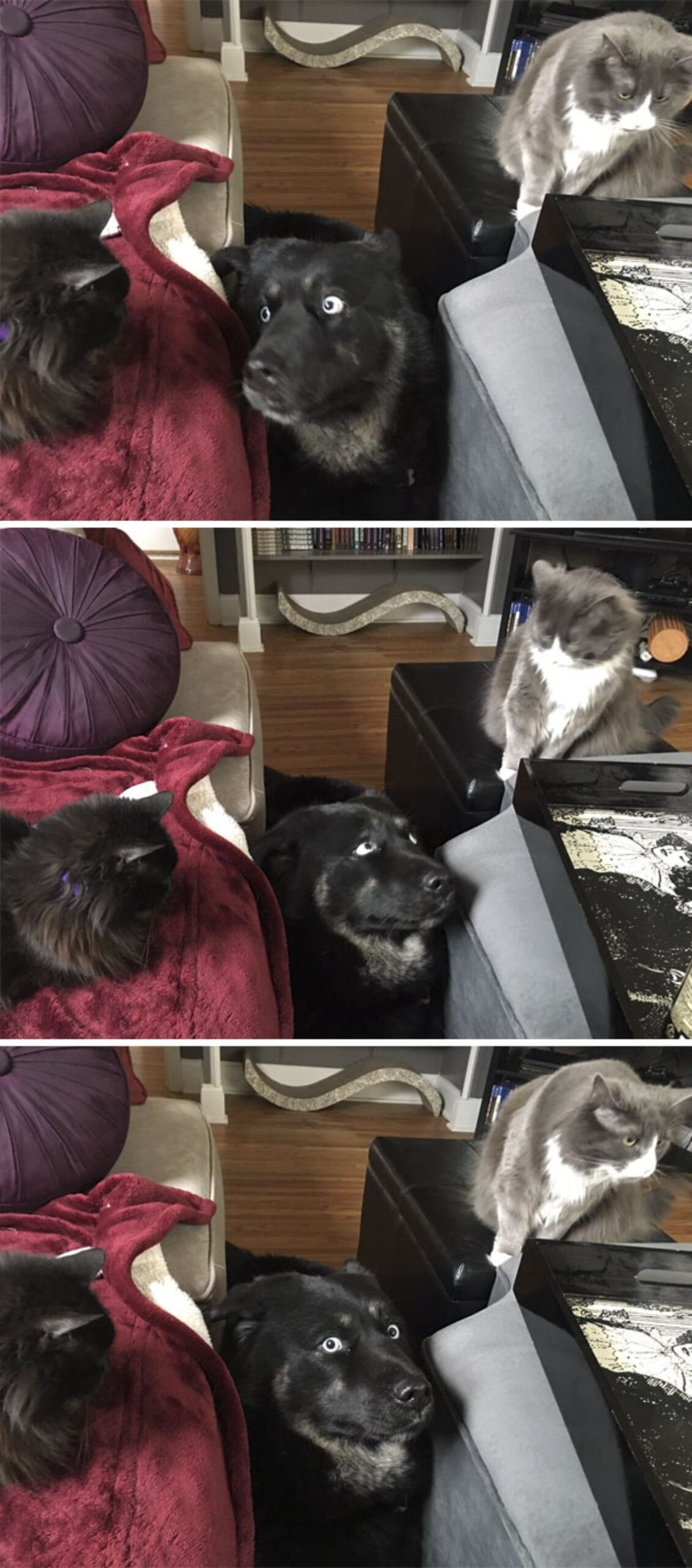 three photos of a black dog looking terrified between a fluffy black cat and a fluffy grey and white cat