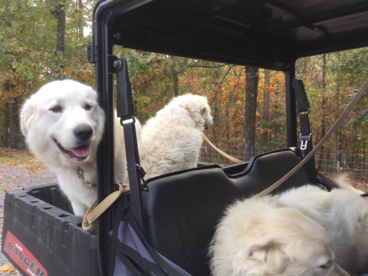 three white fluffy great pyrenees dogs in a black truck
