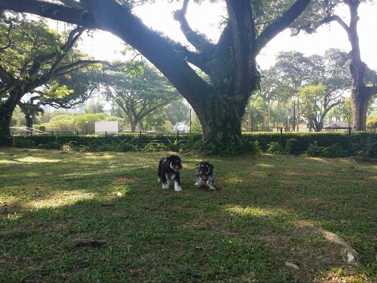 two black and white schnauzers standing on grass under a large tree