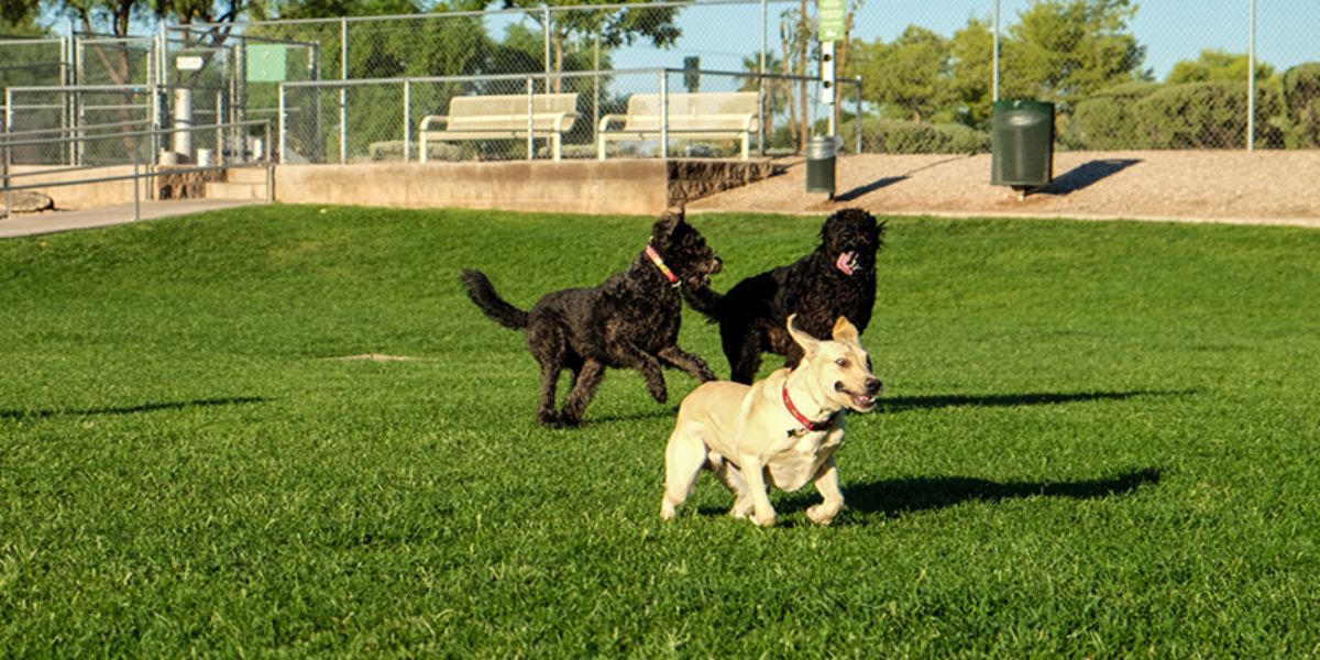 two black poodles and a brown dog running in a park together