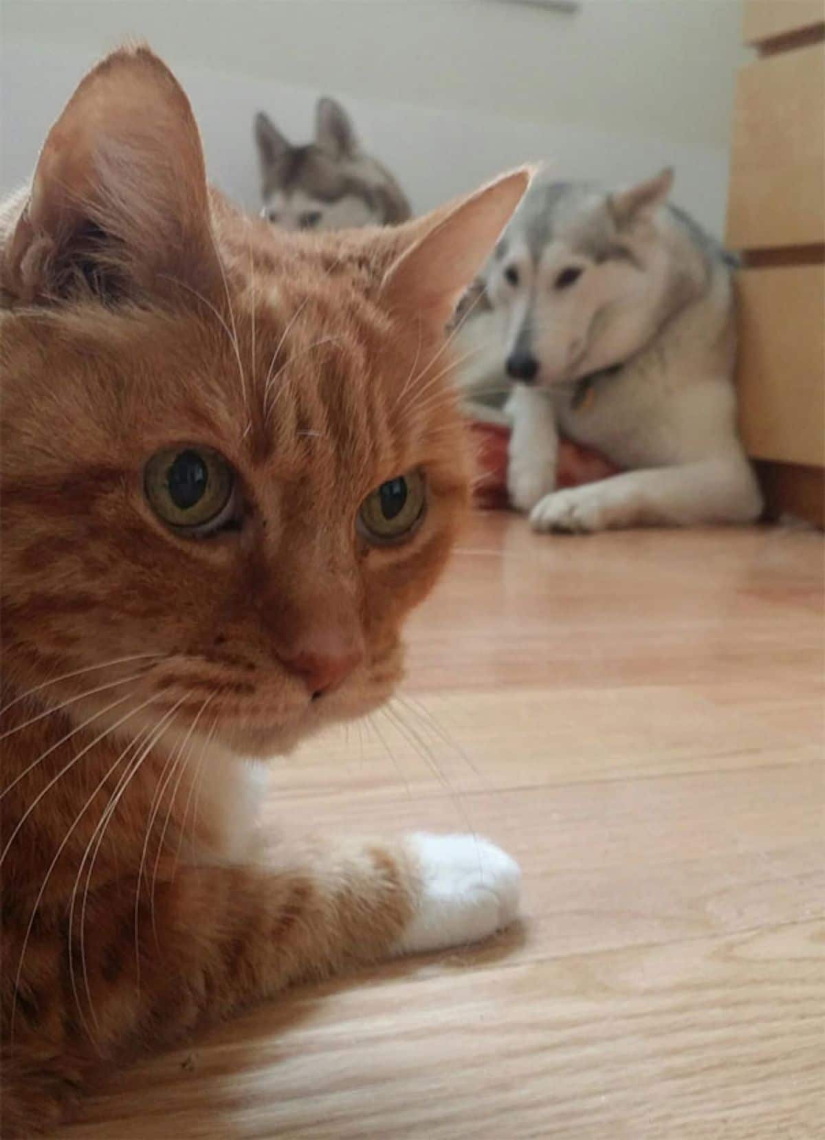 two black and white huskies laying on the floor looking scared of an orange cat who is close to the camera