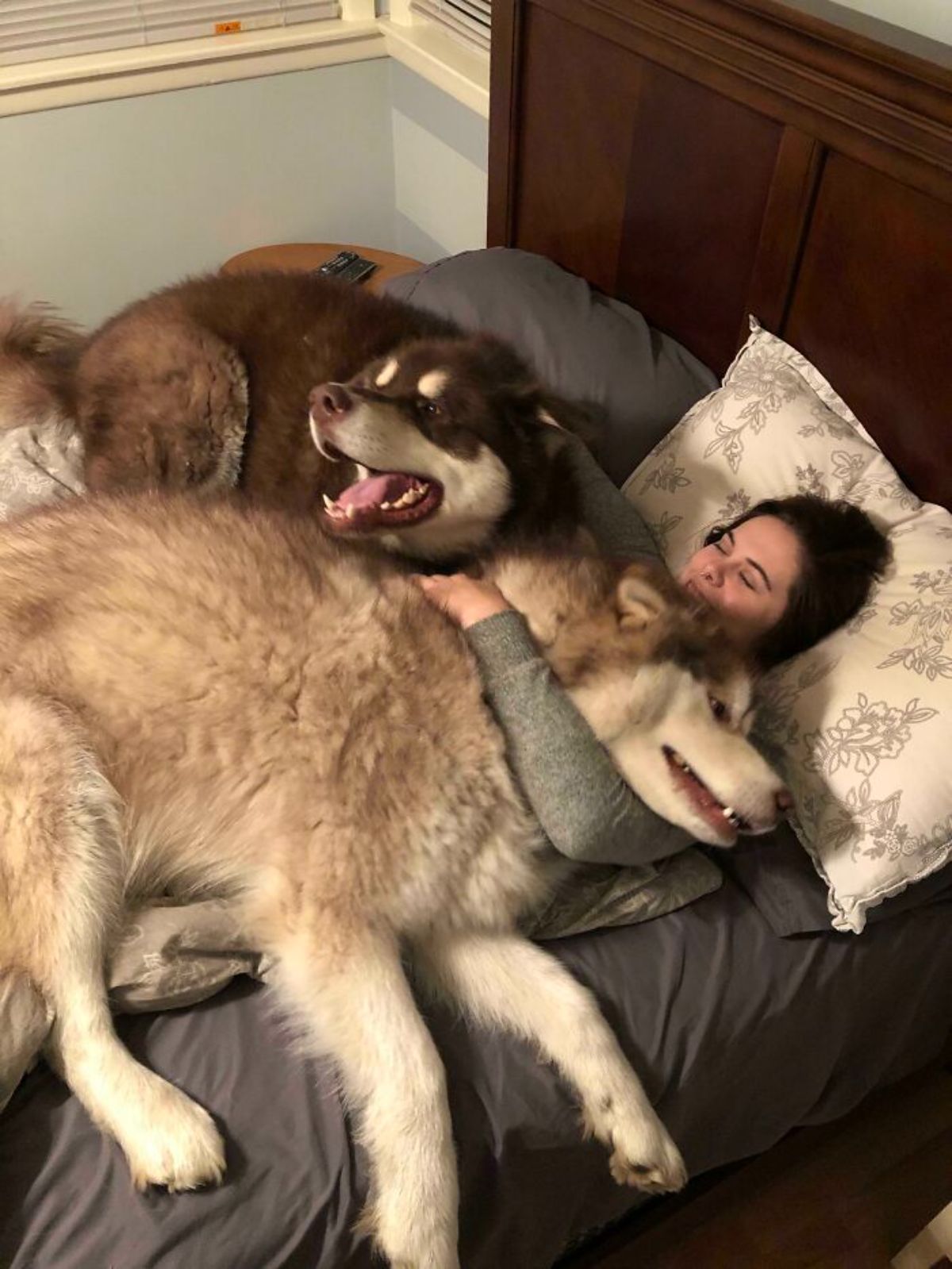 two brown and white huskies laying on a bed and one of them laying on a woman
