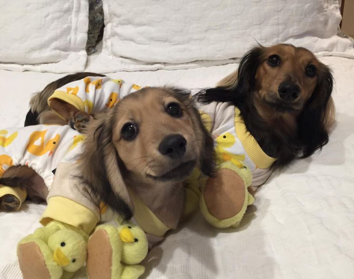 two brown dachshunds wearing white and yellow duck onesies