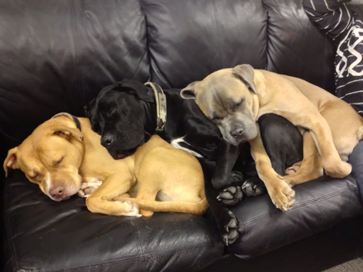two brown dogs and one black dog sleeping in a row on a black sofa with their heads on the dog in front of them