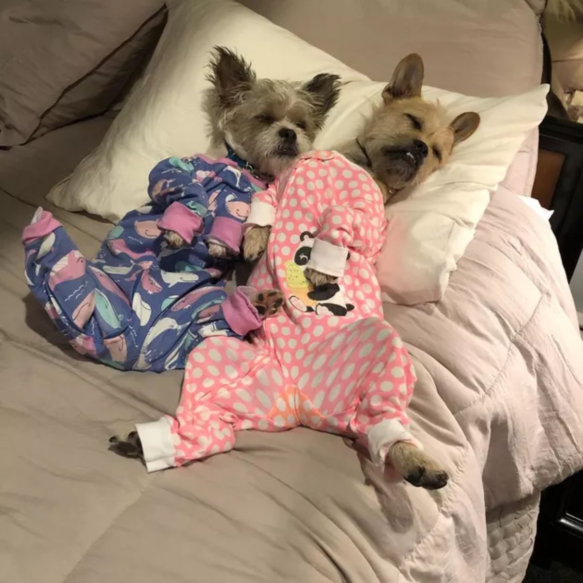 two fluffy brown dogs sleeping on a bed wearing a blue and colourful fish onesie and the second wearing pink and white polka dot onesie with a panda on it