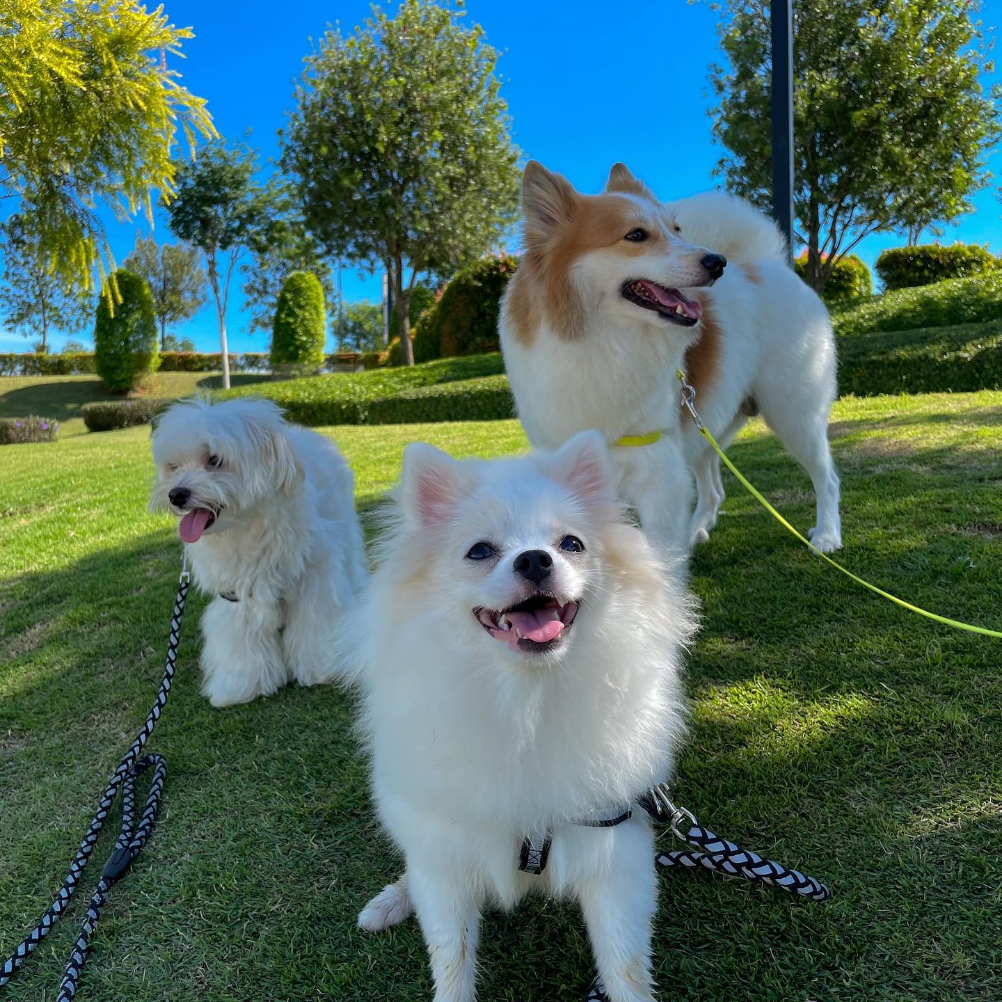 two fluffy small white dog and one brown and white dog leashed and standing together