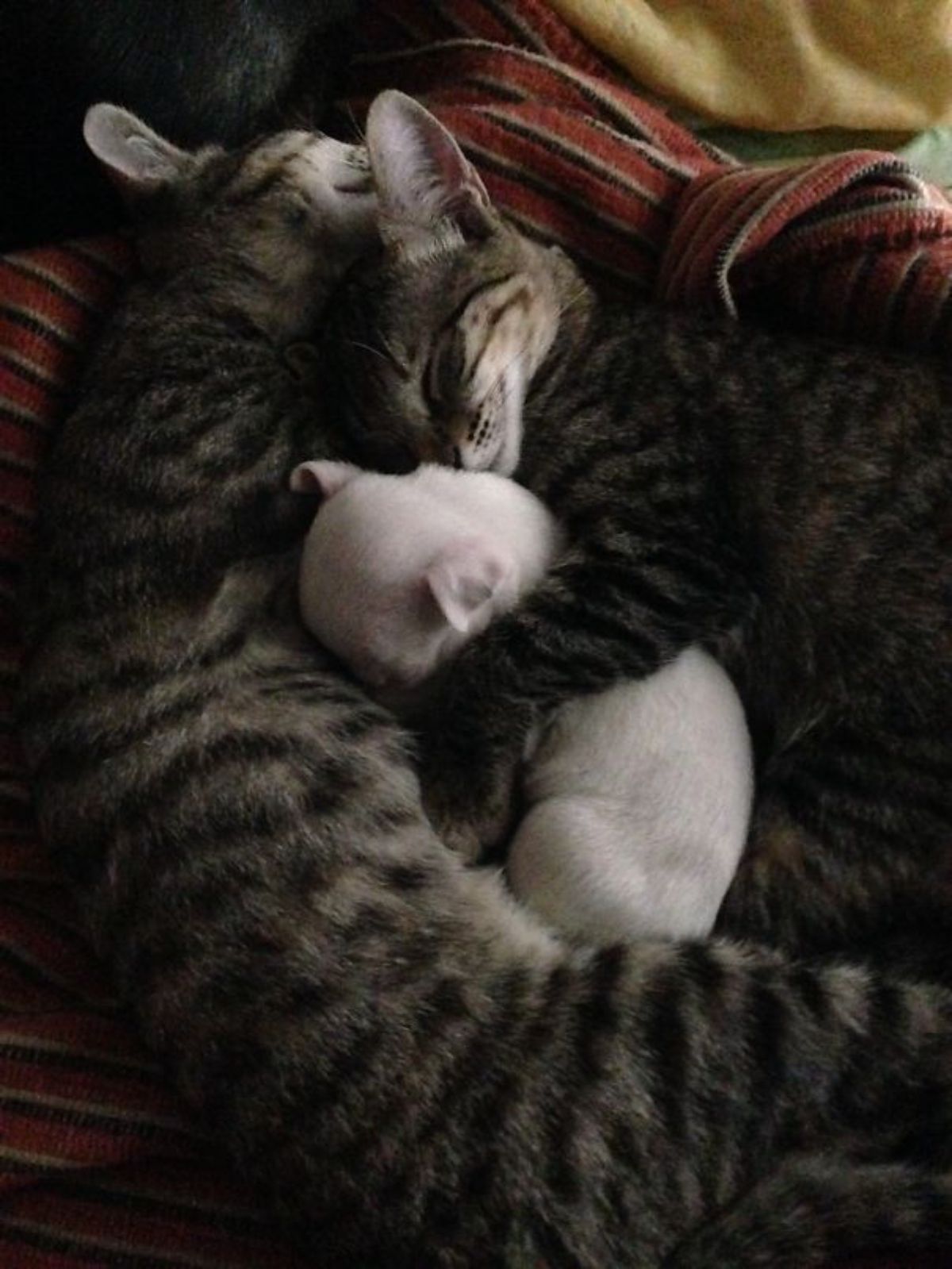 two grey tabby cats sleeping and cuddling a white puppy between them