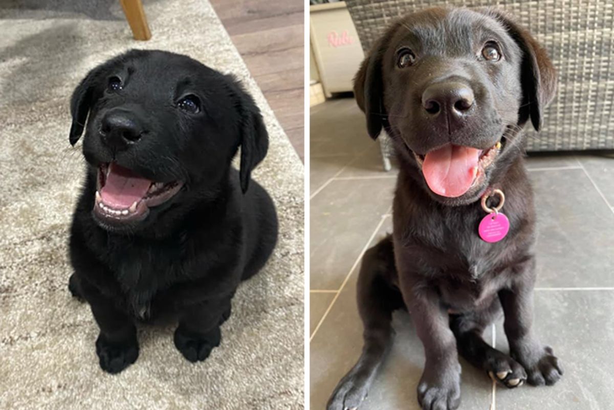 two photos of a black puppy smiling