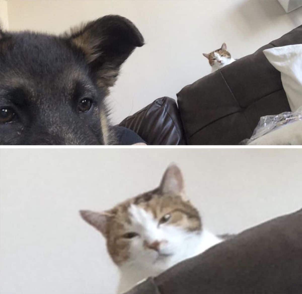 two photos of a brown and white tabby cat glaring at a black and brown dog from over a black sofa