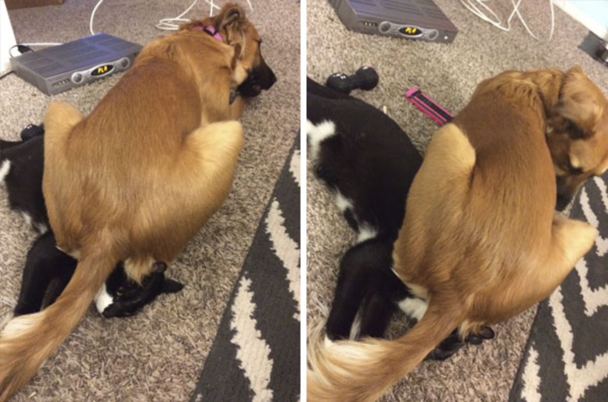 two photos of a brown dog laying on the floor with the butt over the face of a black and white cat laying on the floor
