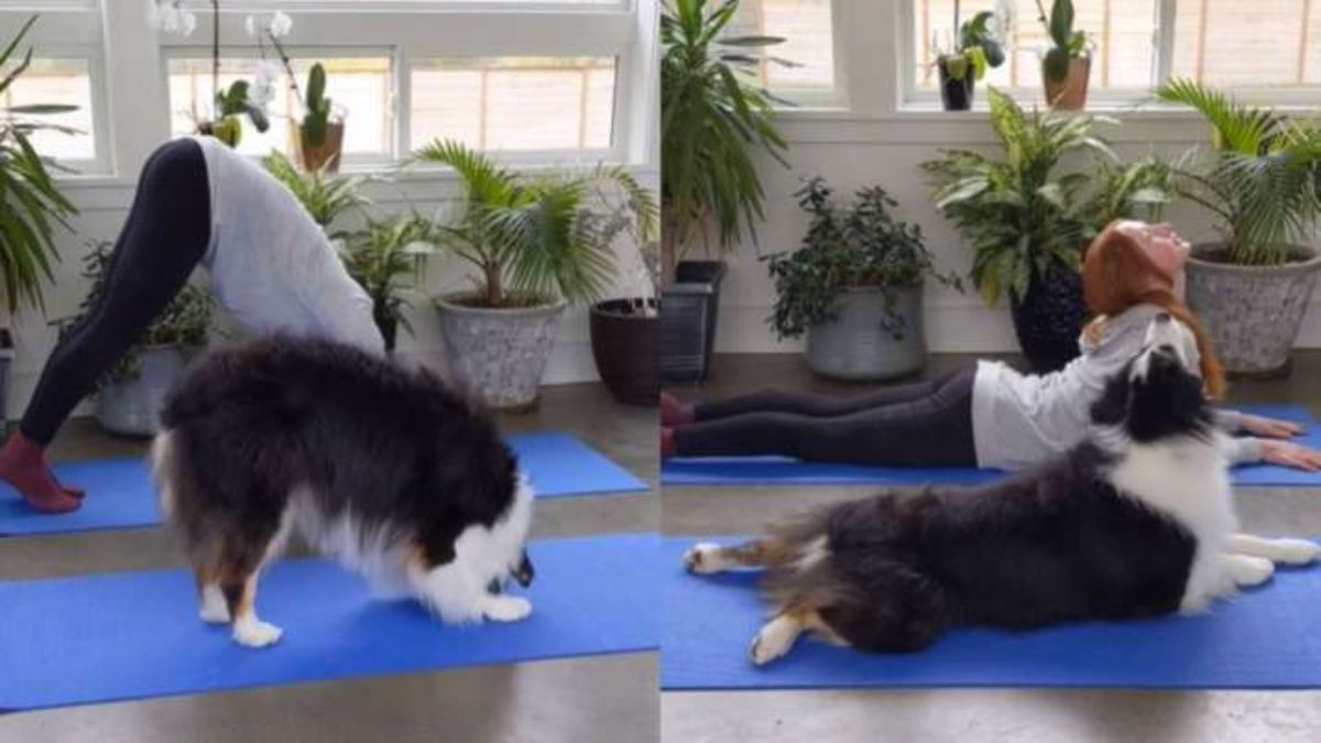 two photos of a fluffy black white and brown dog doing yoga and mimicking the moves of a woman doing yoga