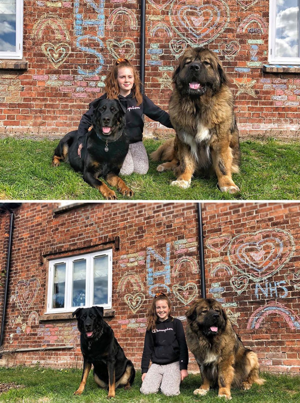 two photos of a girl between a large black and brown dog and a large black brown and white fluffy dog