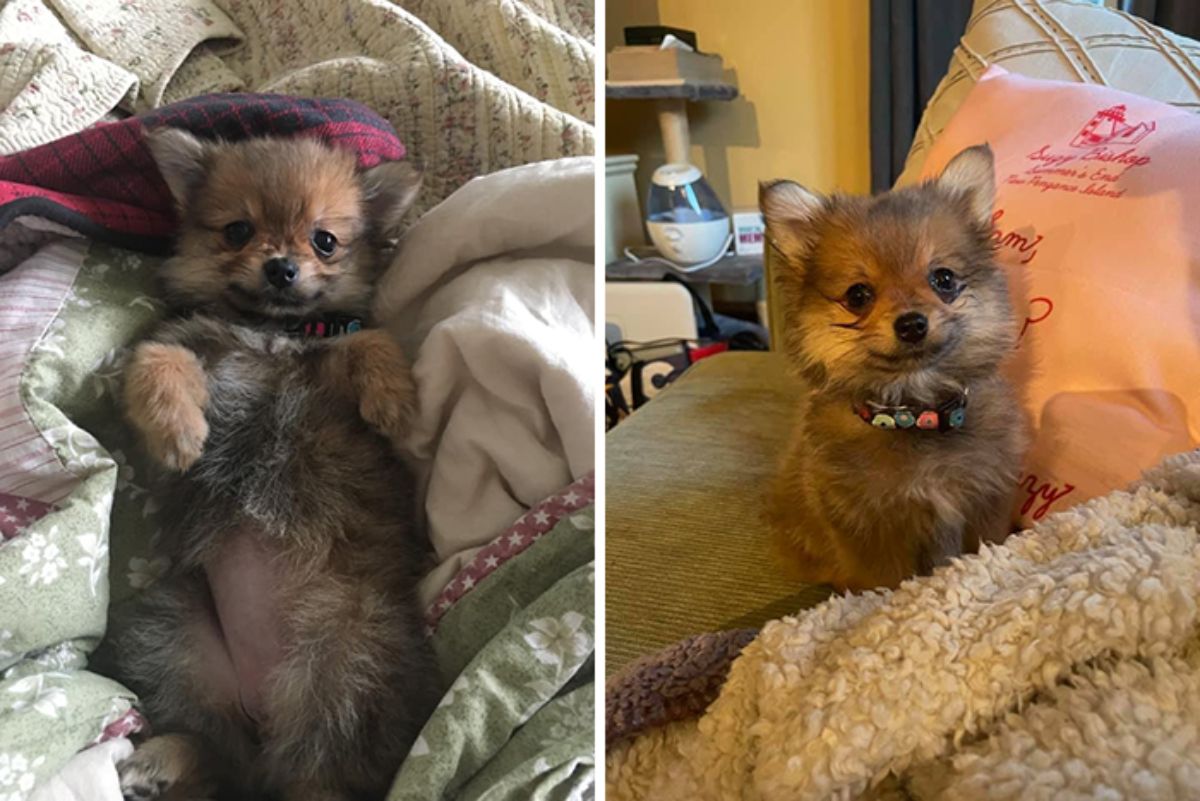 two photos of a smiling brown and black puppy laying belly up on a bed and sitting on a sofa