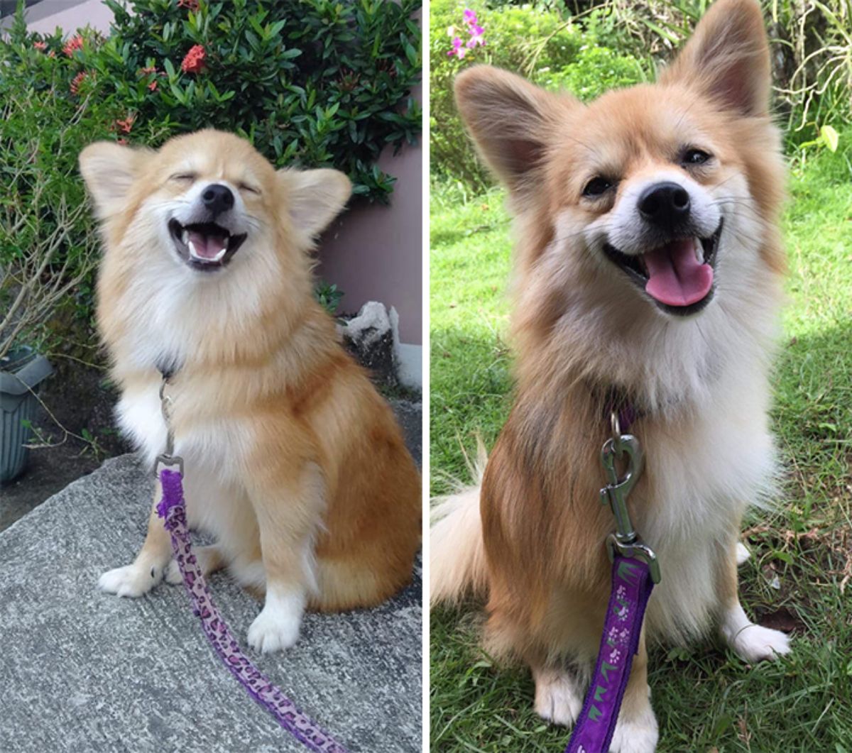 two photos of a smiling brown and white fluffy dog