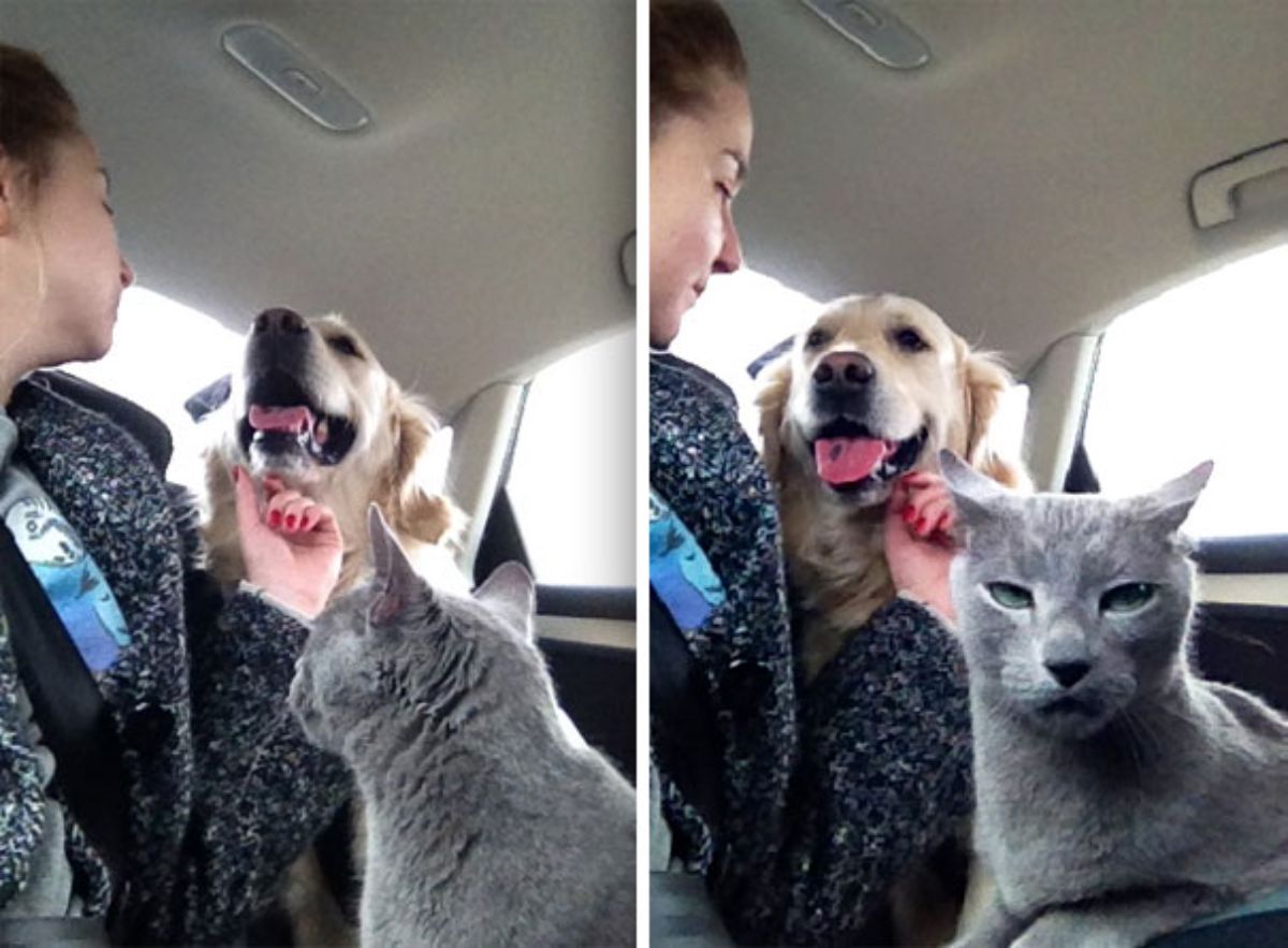 two photos of a woman petting a golden retriever and a grey cat looking annoyed