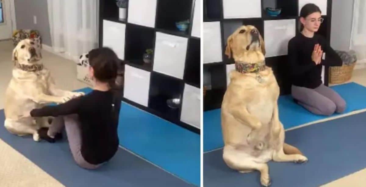 two photos of a yellow labrador reteiever mimicking the yoga poses of a woman doing yoga