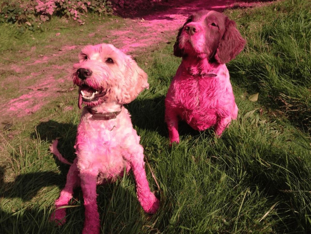 two pink dogs standing in a field together