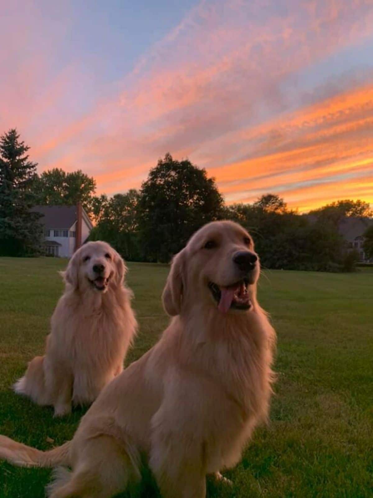 two smiling golden retrievers sitting in a garden at sunset