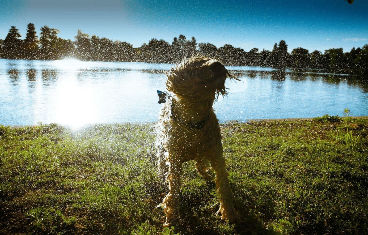 wet brown dog shaking off the water by a lake