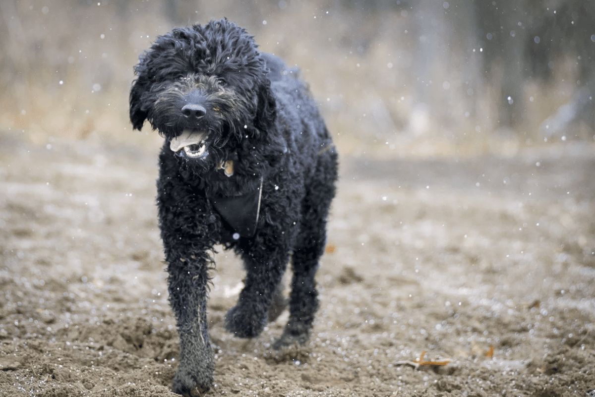 wet curly haired black dog running