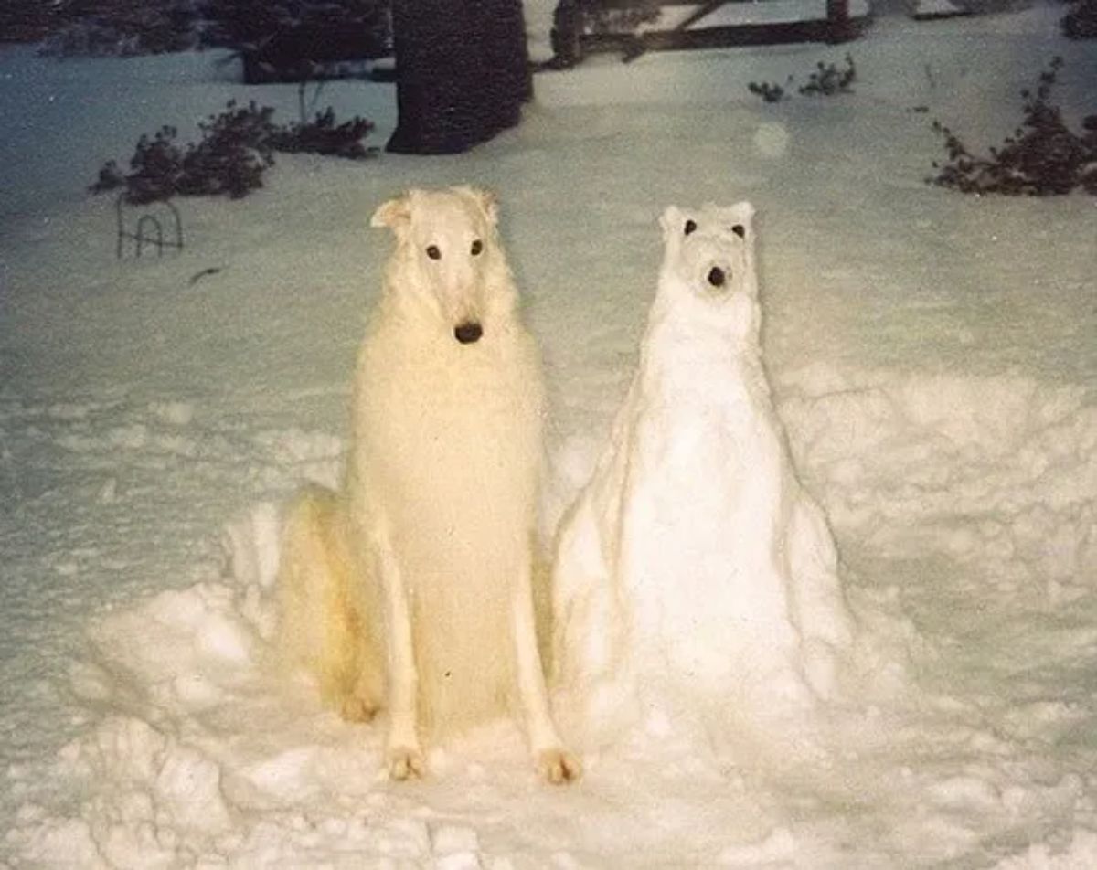 white afghan hound sitting in snow next to a snowdog made to look just like it
