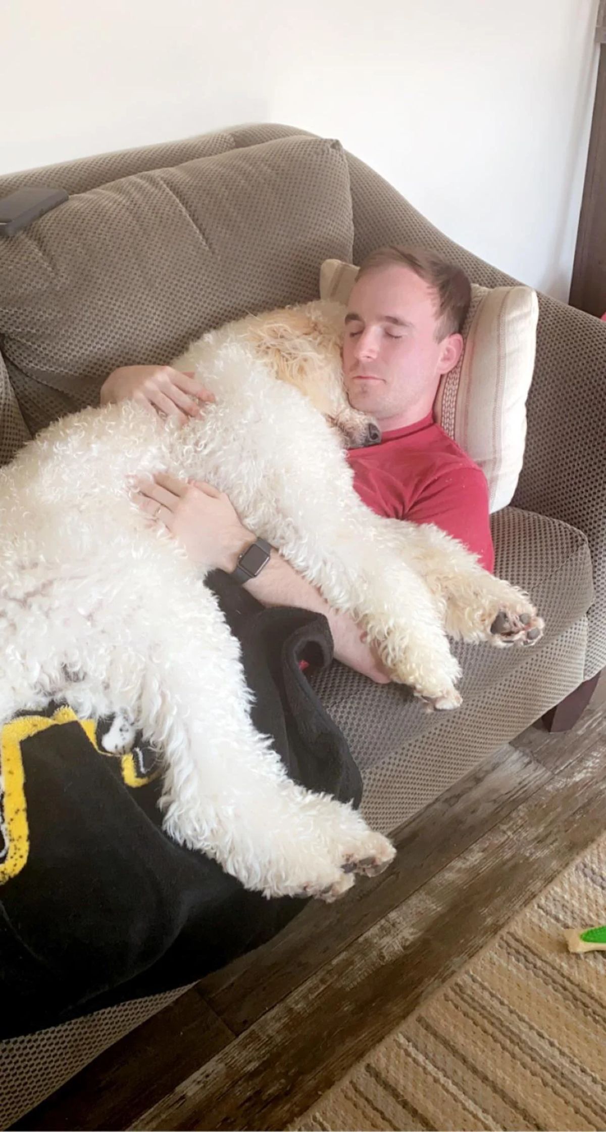 white and brown poodle laying on a man and both are sleeping