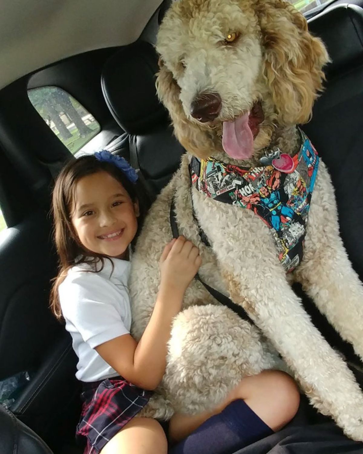 white and brown poodle sitting in the backseat of a vehicle with a little girl holding the dog