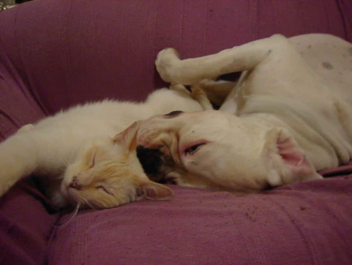 white and orange cat sleeping with a white dog cuddling it on a pink sofa