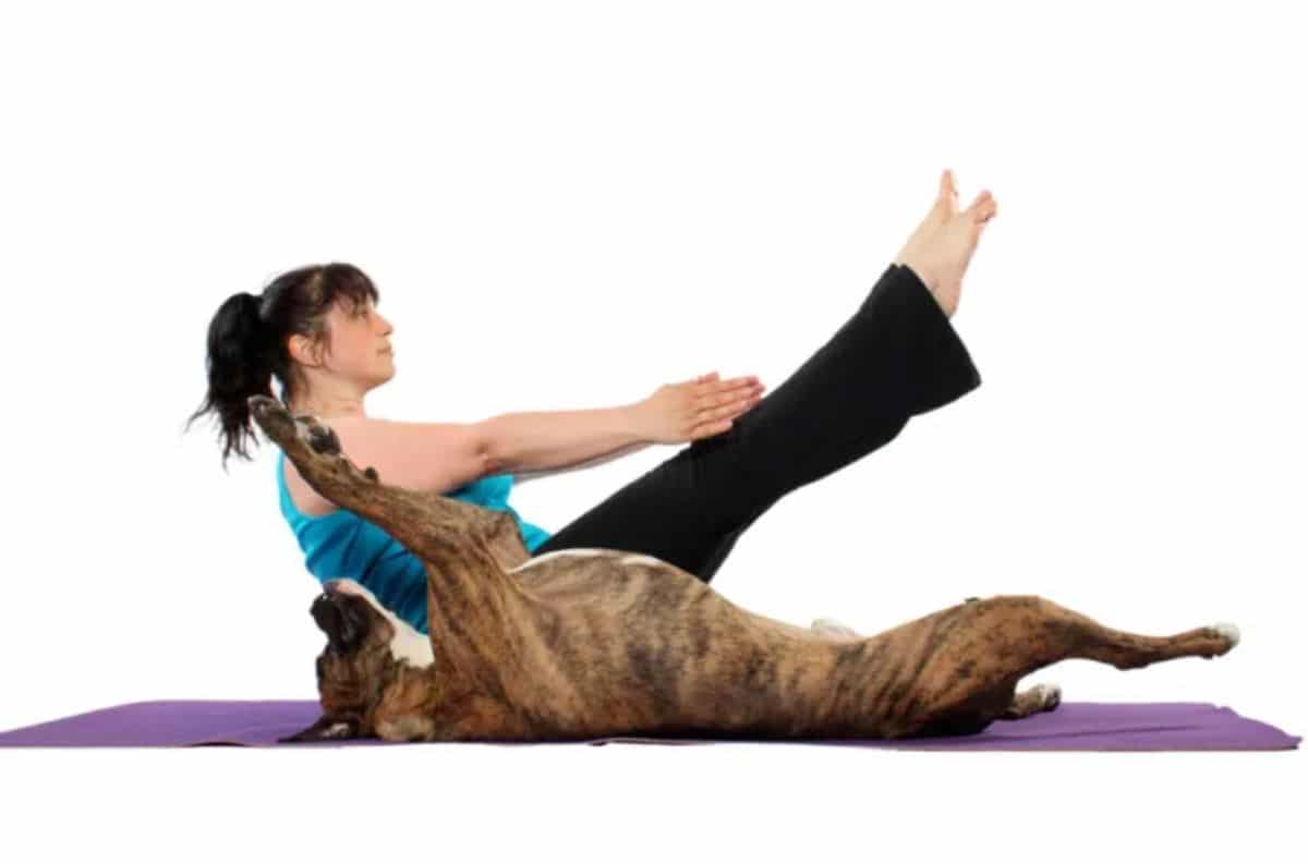 white brown and black brindle dog laying belly up next to a woman doing yoga