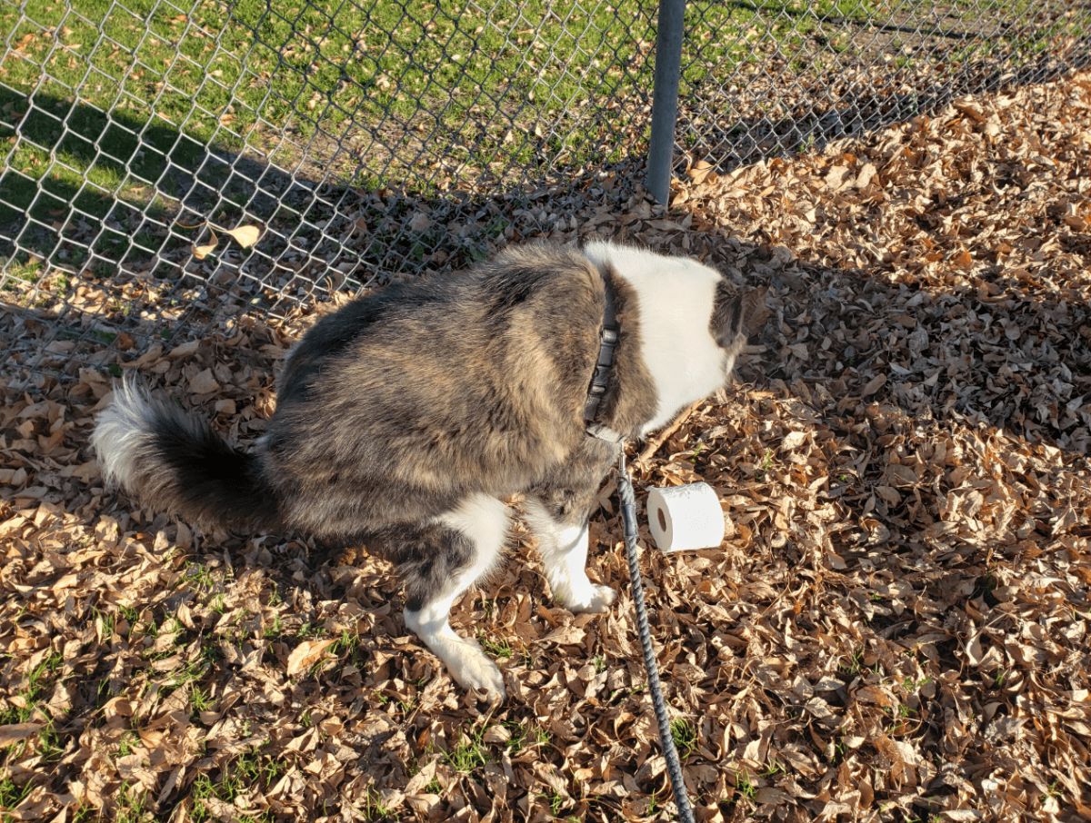 white brown and black brindle dog on a leash pooping in some leaves