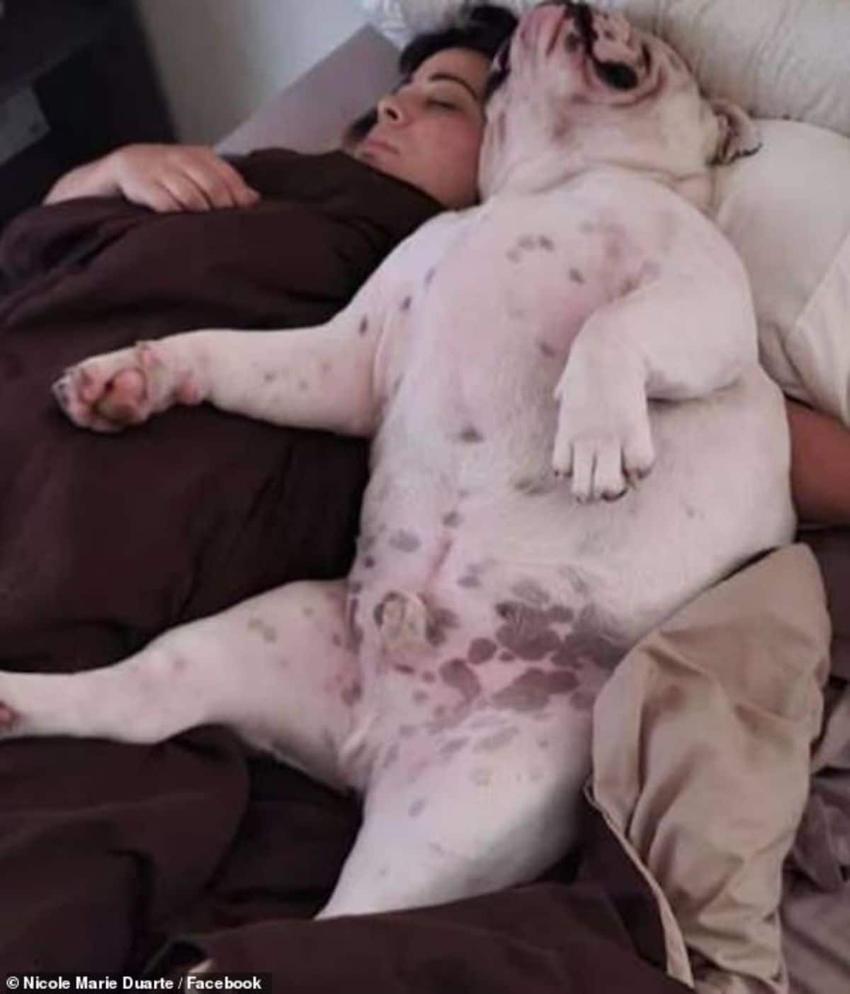 white bulldog laying belly up next to a person on a bed