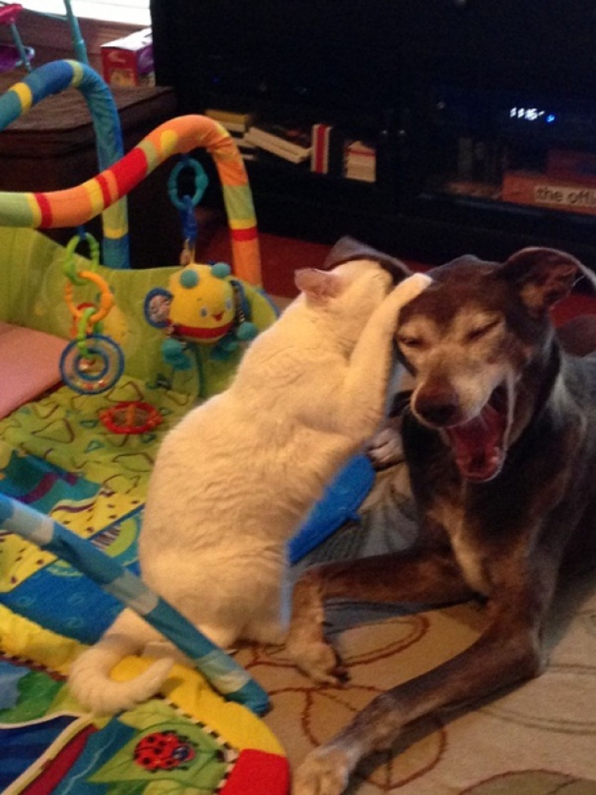 white cat attacking an old black dog that's got its mouth open