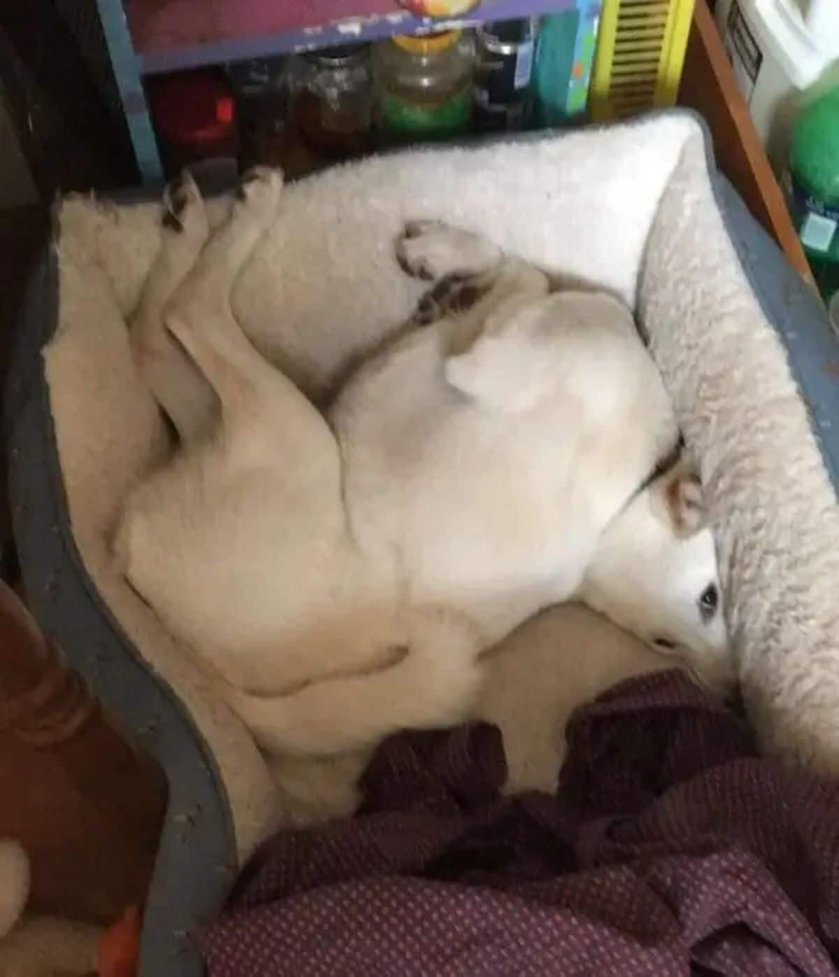 white dog laying contorted in a blue and white dog bed