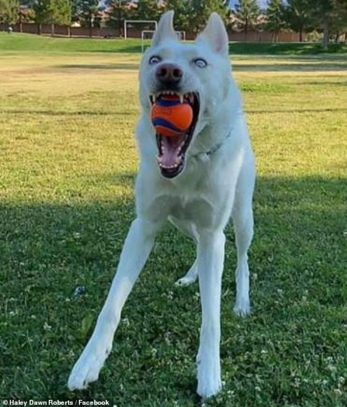 white dog running and holding an orange and blue ball in its mouth