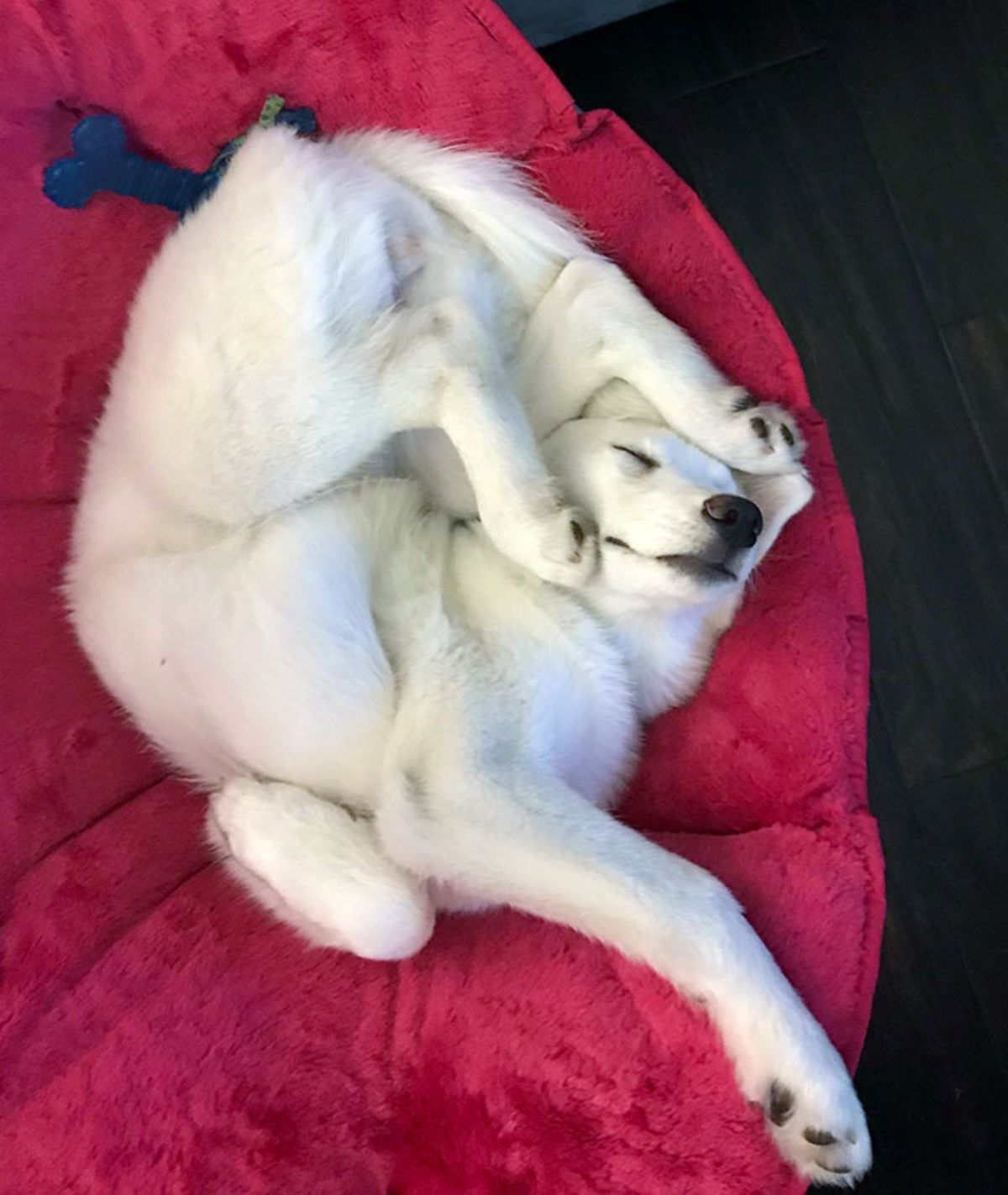 white dog sleeping in a contorted position on a red dog bed