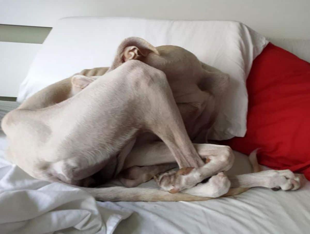 white dog sleeping in a contorted position on a white bed