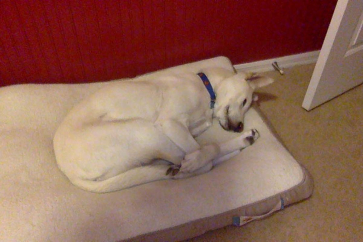 white dog sleeping on a white dog bed tucking its legs