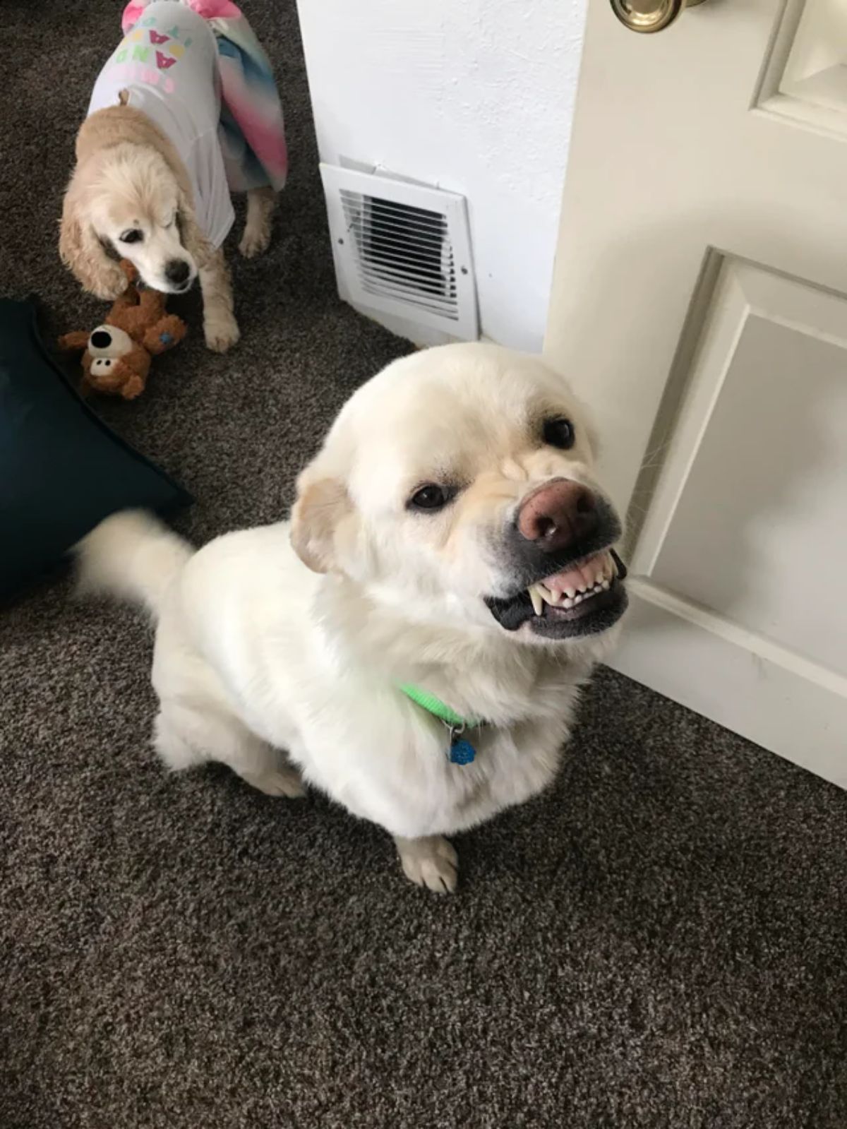 white dog smiling looking like a snarl with a brown dog in a shirt behind it