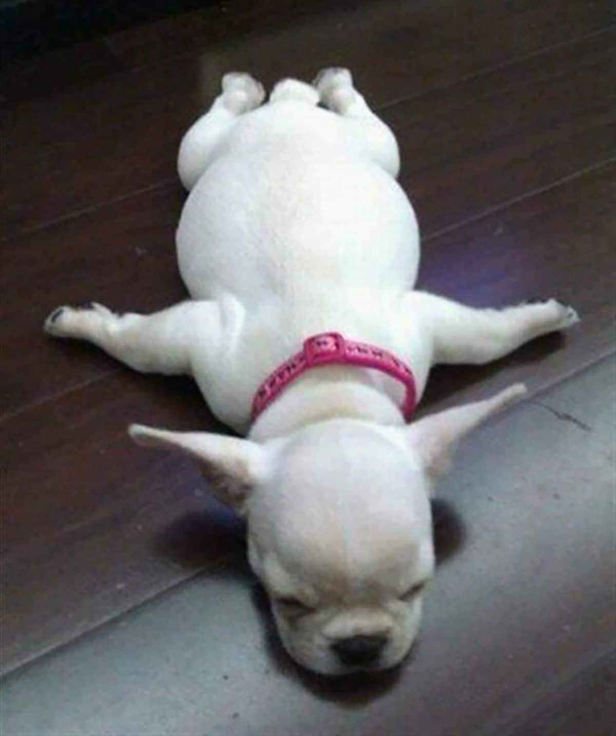 white french bulldog puppy sleeping flat on the floor with the limbs stretched out