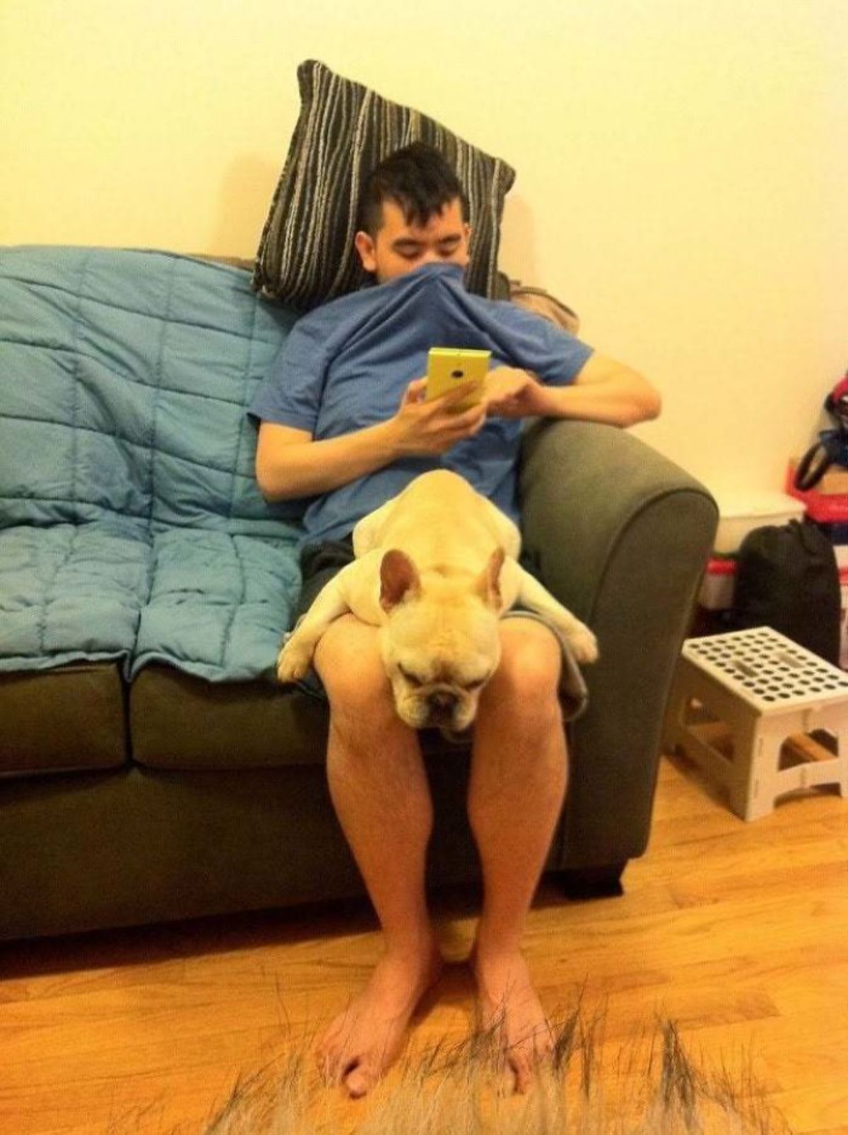 white french bulldog sleeping on a man's lap with the front legs splayed to the side