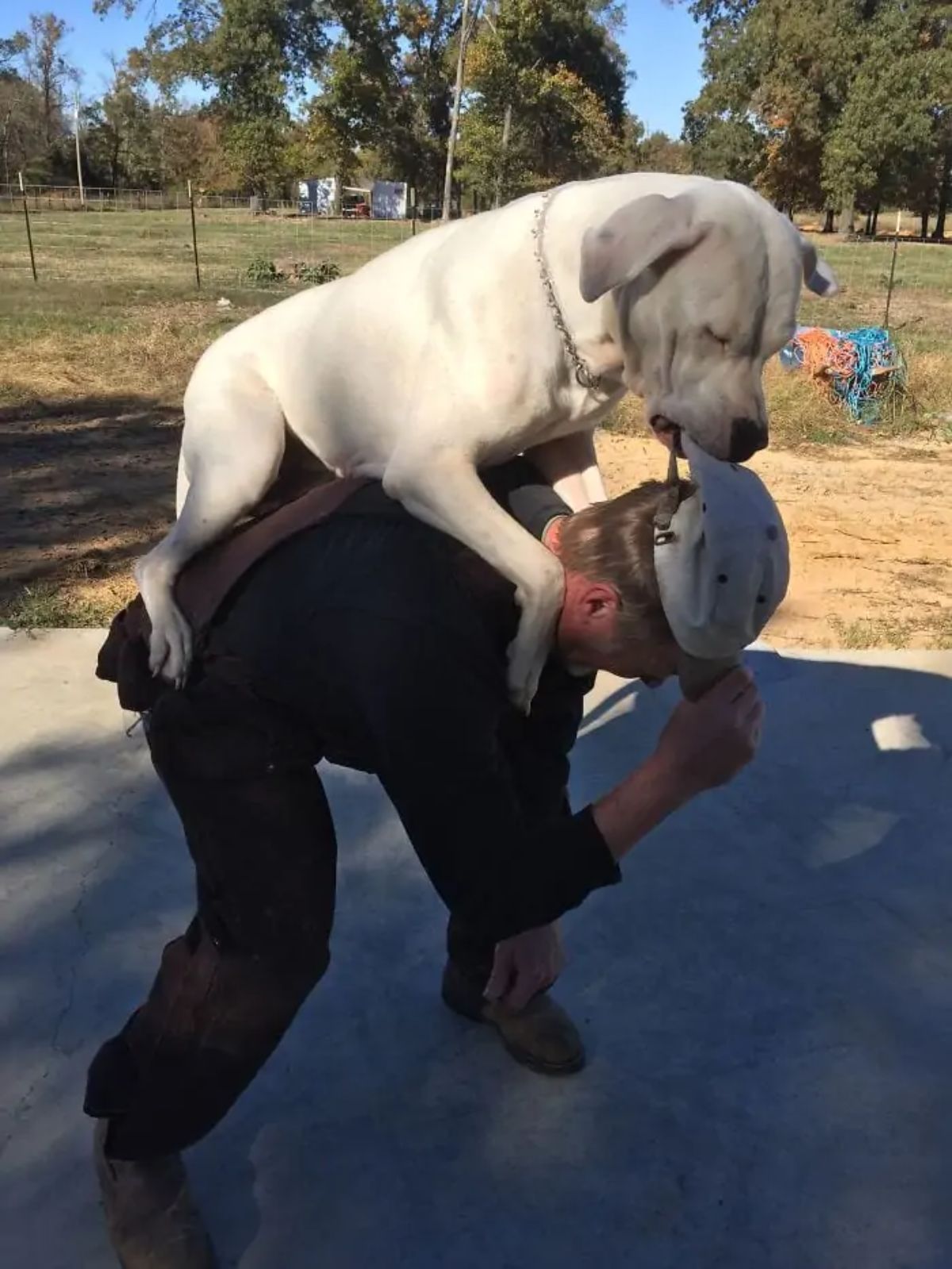 white pitbull laying on a man's back while he's stooped