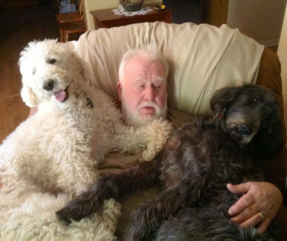 white poodle and wiry haired black dog laying on an old man sitting on a chair