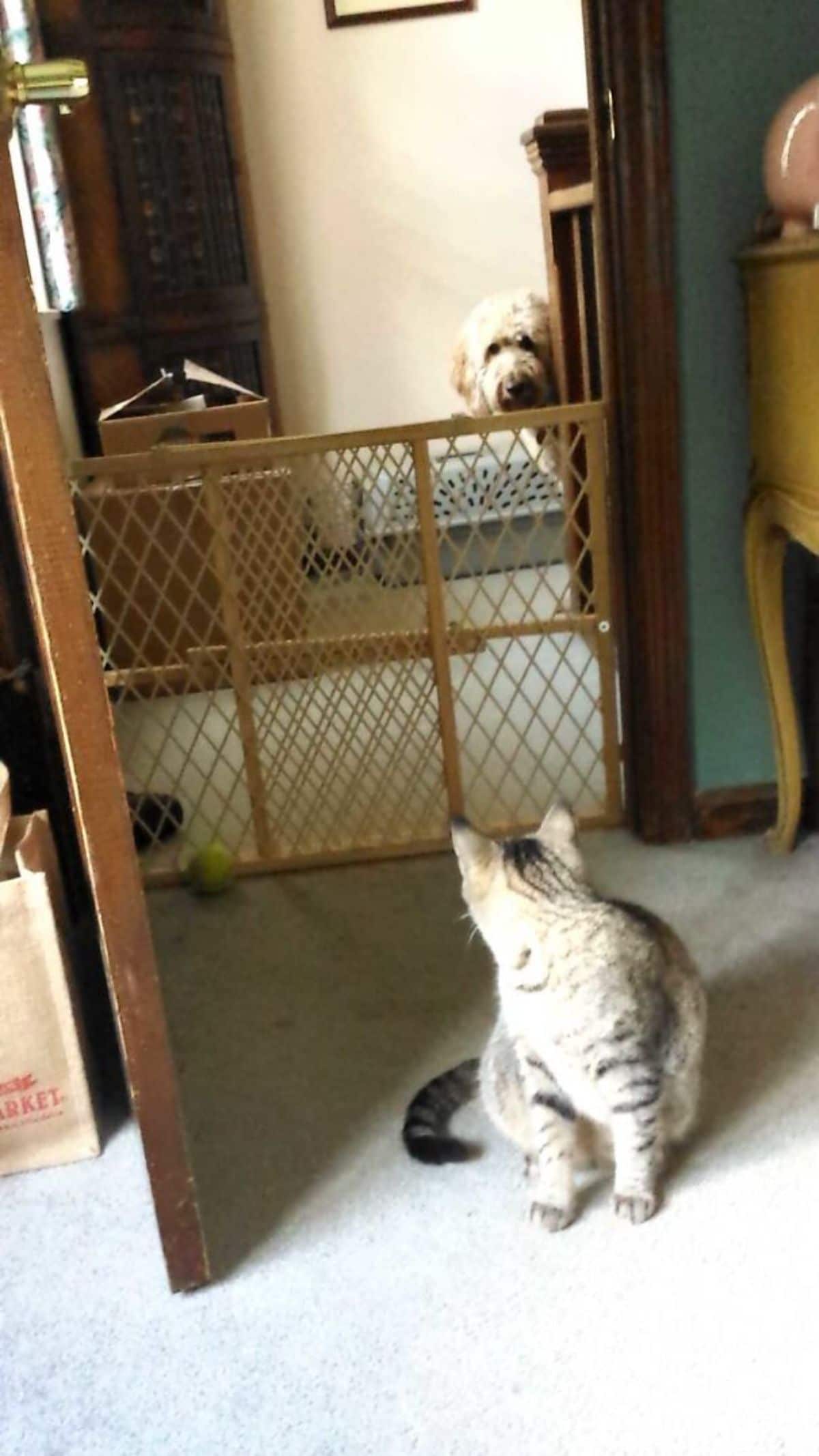 white poodle peeking around a corner at a grey tabby cat turning to look at the dog