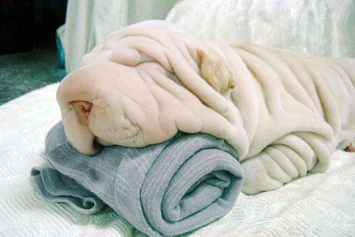 white shar pei sleeping with its head on a rolled up blue towel